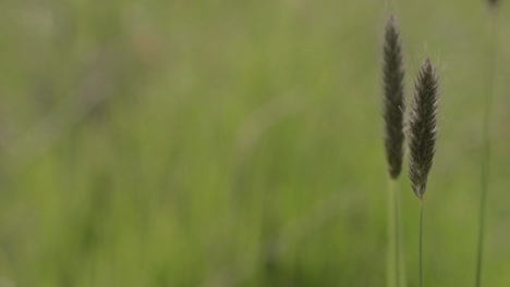 Simple-tall-grass-in-the-breeze