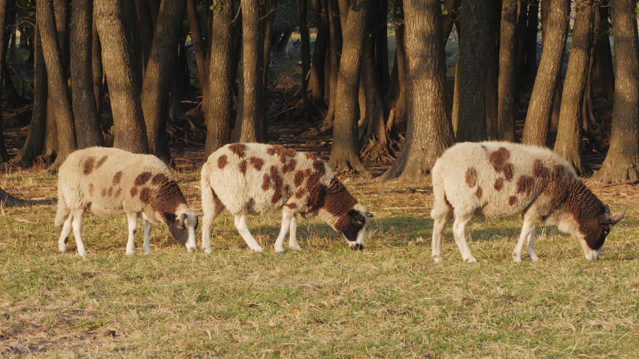 ovejas manchadas pastando en un prado