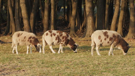 ovejas manchadas pastando en un prado