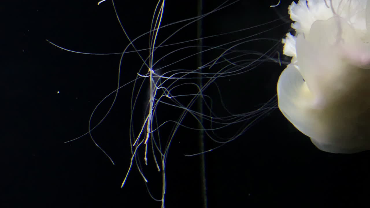 medusas - cyanea capillata - en el acuario de kamon, japón