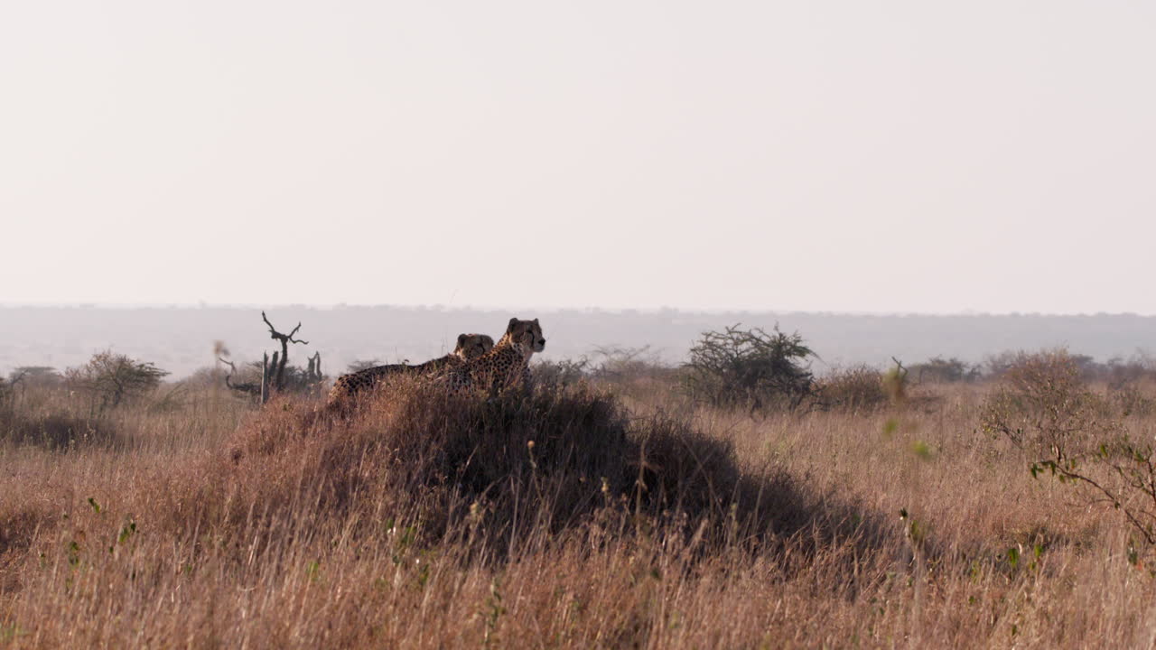 Extreme wide shot of two cheetahs scanning for prey while resting