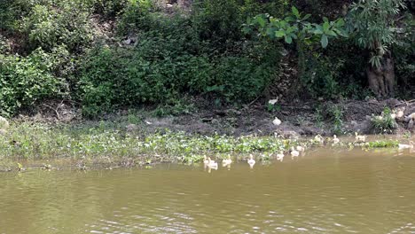 ducks glide peacefully along a lush riverside