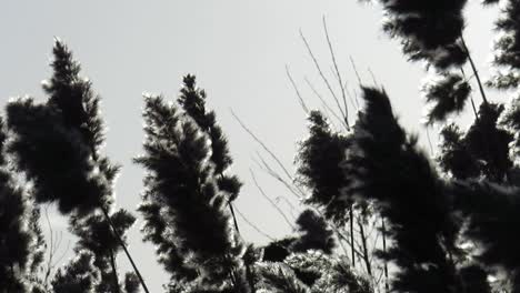 pampas grass moved by wind