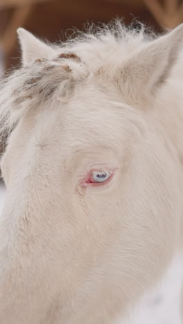 graceful white horse with clear blue eyes and fluffy mane on blurred background. purebred noble animal turns head to sides standing near stable closeup