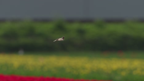 Kestrel-hovering-in-flight-over-vibrant-yellow-rapeseed-field,-silos-in-background,-daytime,-selective-focus