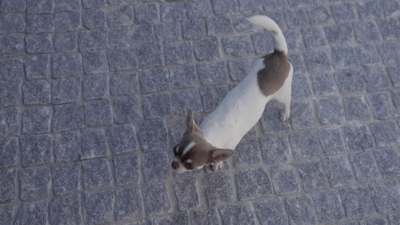 tiny dog with white and brown fur standing on cobblestone ground and gazing curiously upward