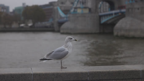 las gaviotas salvajes en el puente de londres.