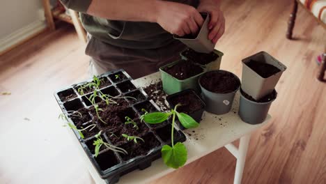 transplanting seedlings into pots with soil