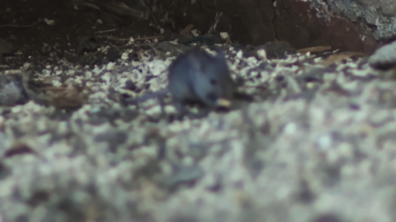 lindo y salvaje ratón doméstico afuera