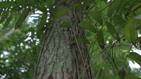 Die-Rebe-Ist-Auf-Dem-Baum-Zentriert