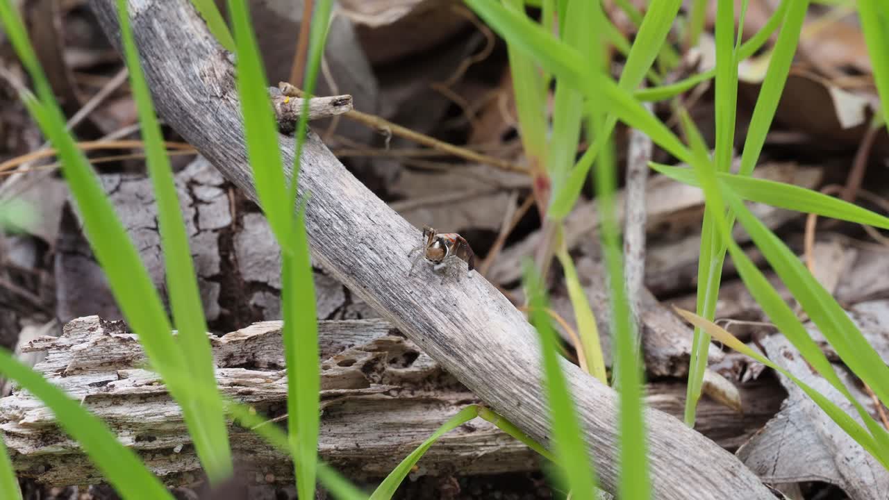 공작 거미, 남성 maratus pavonis