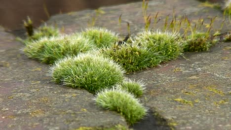 musgo de cordón que crece en la parte superior de una pared de ladrillos en el pueblo de stapleford en leicestershire, inglaterra