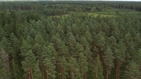 Dense forest with tall, straight pine trees rising above a lush green undergrowth, creating a serene and natural woodland landscape