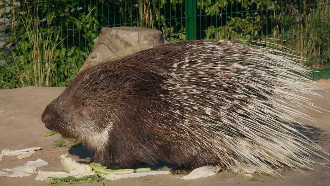 Porcupine che mangiano