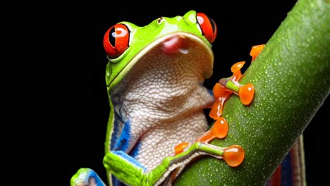 close-up of a red-eyed tree frog