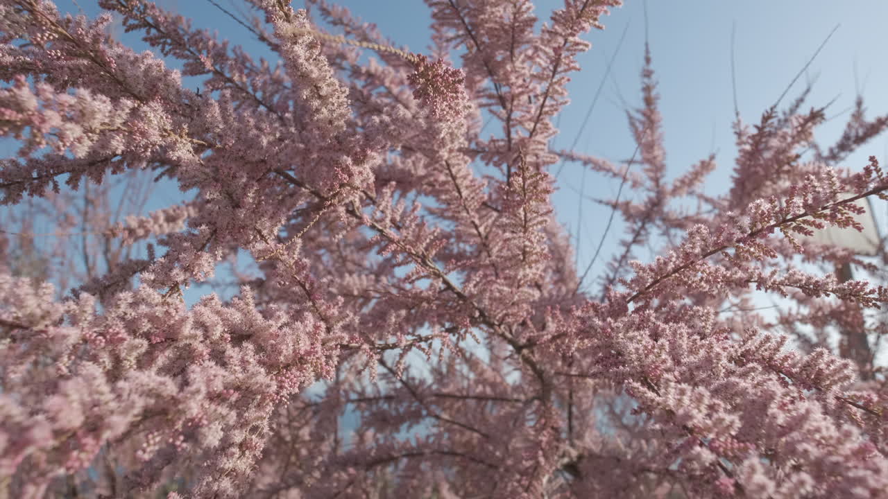 Albero di Giuda o Cercis Siliquastrum in fiore in primavera.