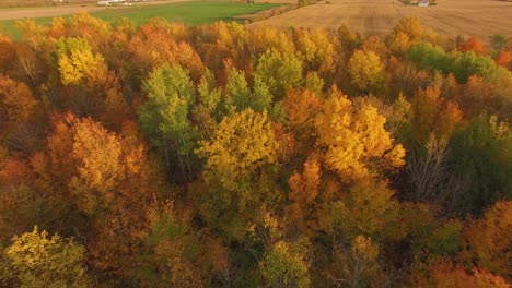 Beautiful-autumn-landscape-with-colorful-trees-at-sunset-in-Canada-revealing-corn-fields