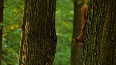 red squirrel on tree