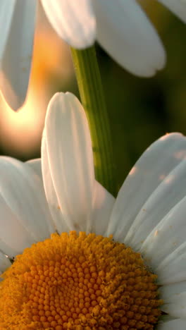 close-up of a daisy flower