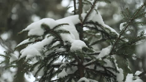 green branches of small tree in forest under the snow in winter