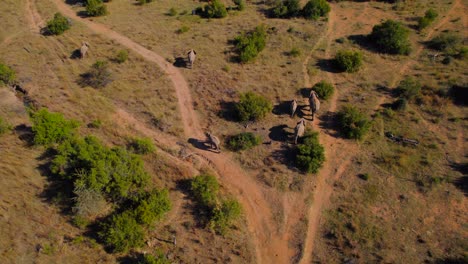 epic aerial shot of family of african elephants walking in unison in the savanna at sunset