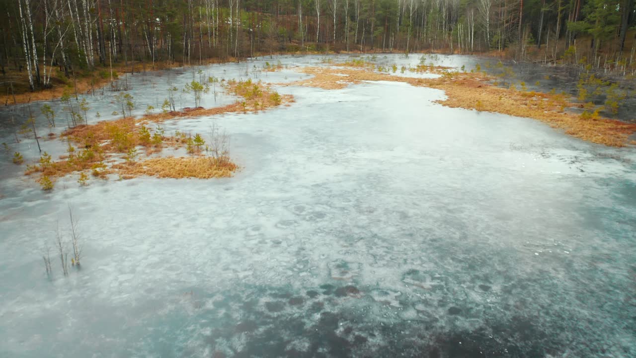 AERIAL: Frozen Swamp in Desolated Forest with Fauna