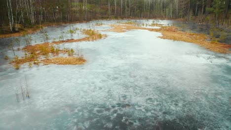 aerial: frozen swamp in desolated forest with fauna