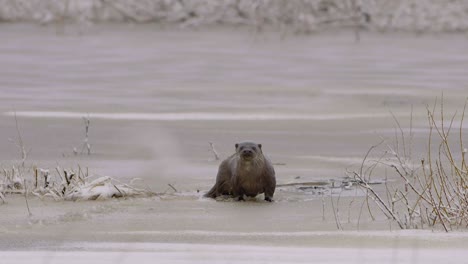 Otter-Auf-Eis-Gehen-Und-In-Das-Eisloch-Tauchen