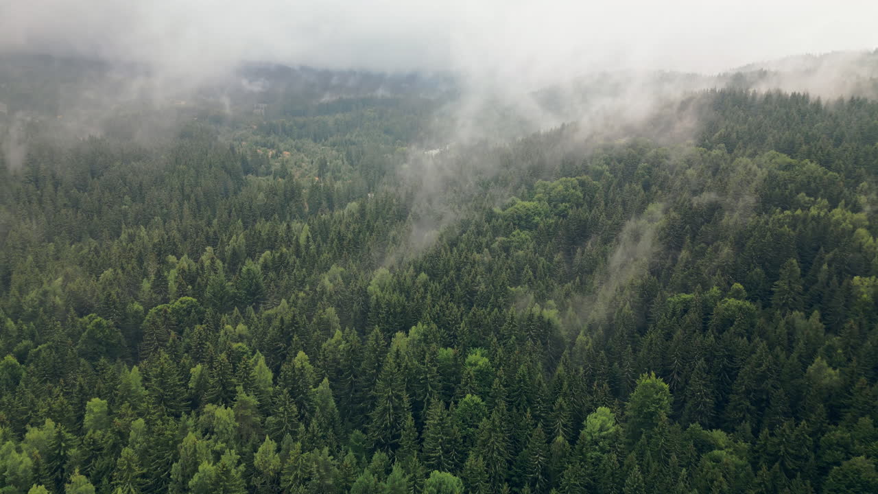 Nebbia mistica che evapora dalla fitta foresta di Vitosha tra le nuvole, ripresa aerea