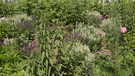 exhibición de jardín vibrante