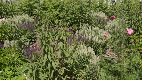 vibrant garden display