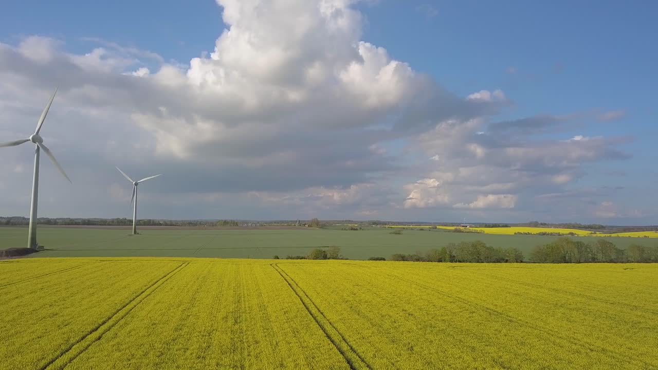 농업 지역의 카놀라 밭