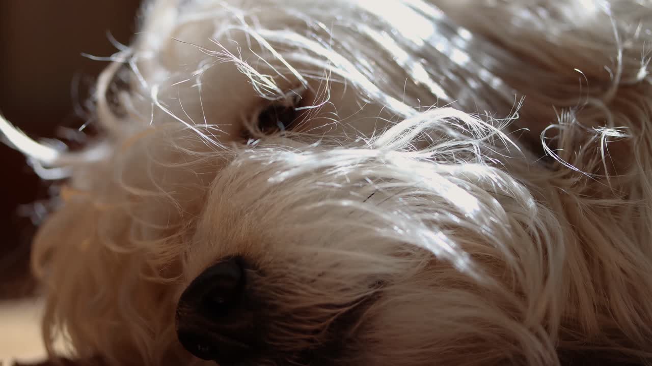 Close up of a shaggy dog taking an afternoon nap in a spot of sunshine.