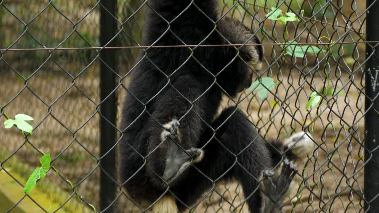 A gibbon climbs a zoo fence, showing agility and curiosity