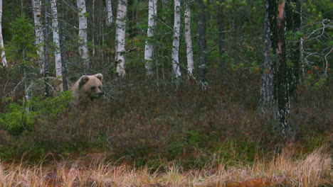 oso pardo con pelaje rubio caminando por el bosque para cazar comida