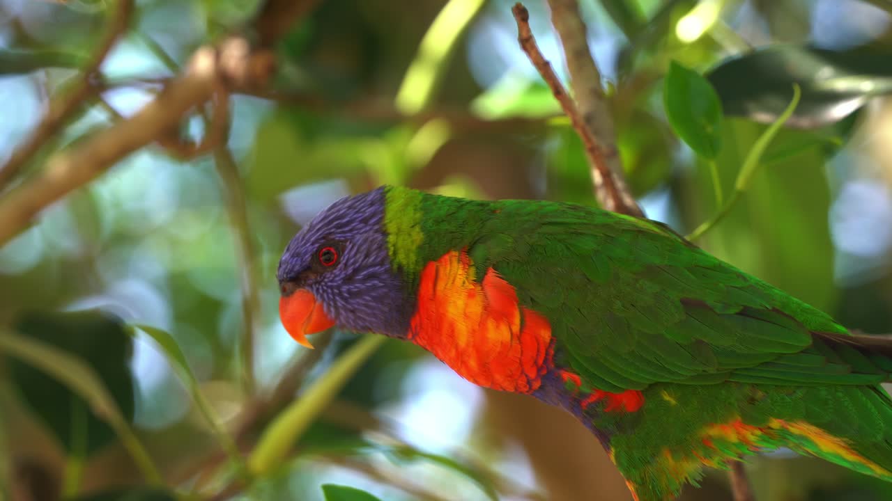 생생한 깃털, 무지개 lorikeet, trichoglossus moluccanus가 햇빛 아래 녹색 단풍에 맞서 나무 가지에 앉은 아름다운 호주 앵무새