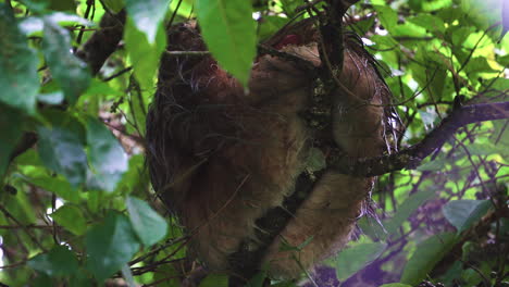 Faultier,-Baumbewohnende-Neotropische-Xenarthran-Säugetiere,-Die-Auf-Einem-Baum-Im-Tropischen-Regenwalddschungel-Von-Costa-Rica,-Zentralamerika,-Ruhen