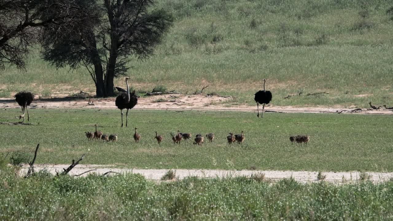 A nursery of ostrich babies with thee adults watching over them in the Kalahari National Park