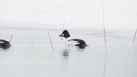 goldeneye ducks swimming in calm lake during wintertime