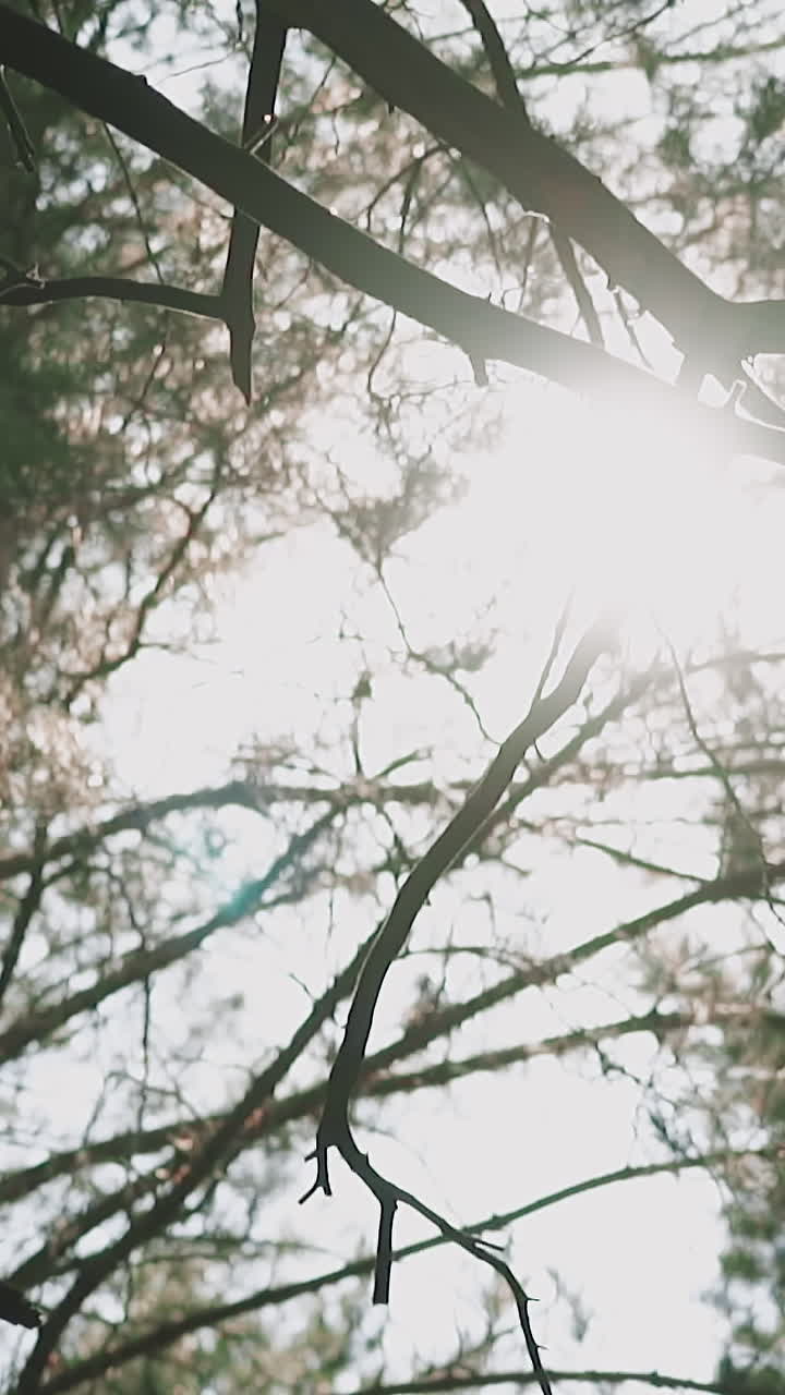 High pine trees with dry branches in forest at bright sunlight low angle shot slow motion. Evergreen plant in wild nature system on spring day