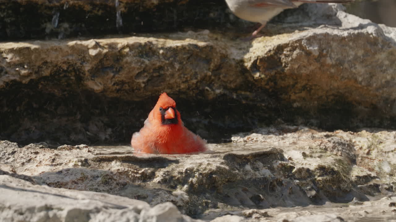 Northern Cardinal bathing in a pool of water next to a stream - Cardinalis cardinalis