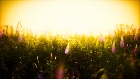 Flores-De-Campo-Silvestre-Al-Atardecer-De-Verano