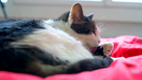 un gato encantador en una cama está durmiendo