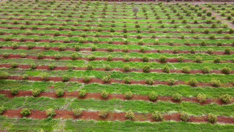 smart agriculture technology- aerial drone view of avocado farm in kenya