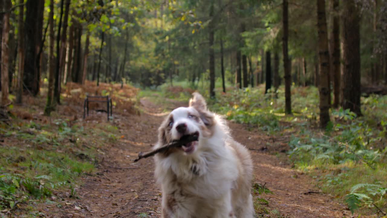 Ripresa al rallentatore di un Pastore Australiano che corre in una foresta con un bastone in bocca.