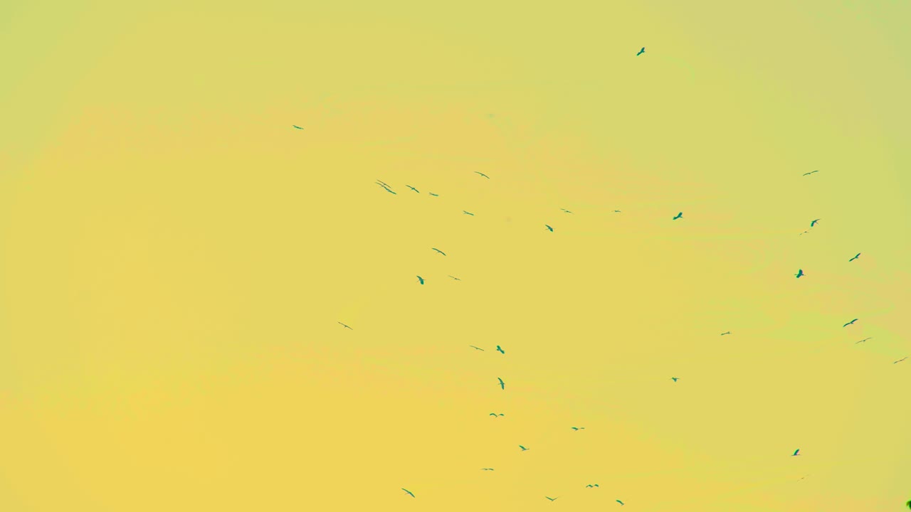 una bandada de pájaros volando contra el telón de fondo de un cielo de tonos amarillos - disparo de bajo ángulo