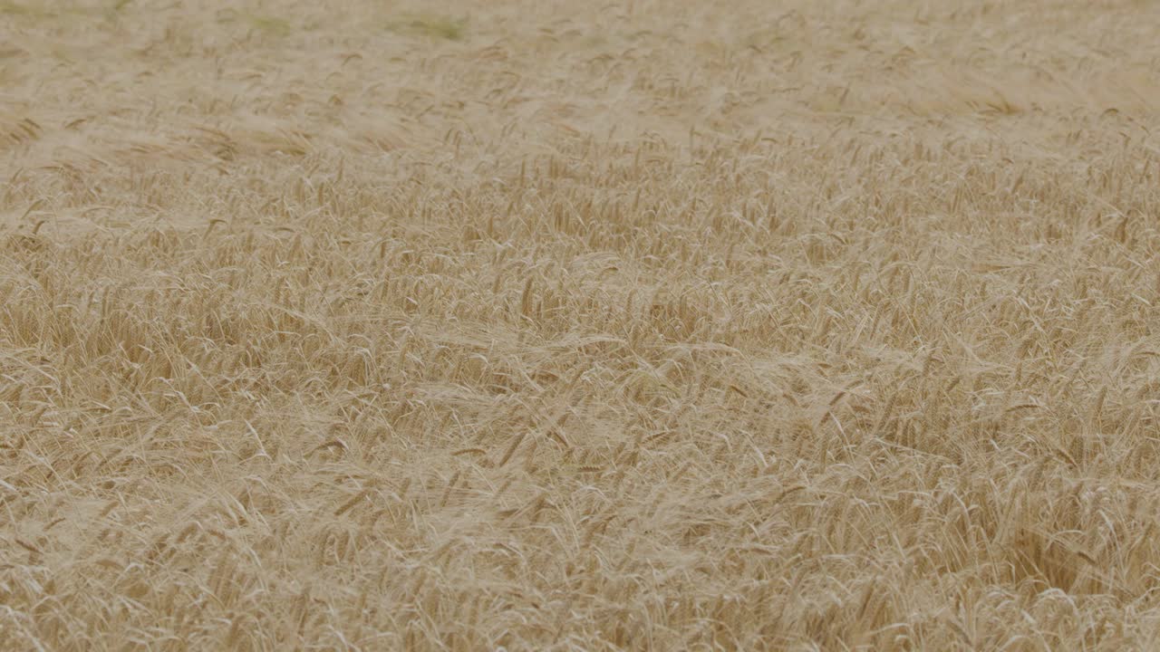A wide shot of a mature wheat field in the countryside, with golden stalks moving rhythmically in the wind under soft, natural daylight