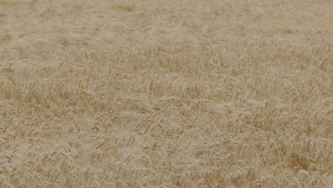 a wide shot of a mature wheat field in the countryside, with golden stalks moving rhythmically in the wind under soft, natural daylight