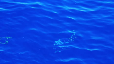 Mahi-mahi-fish-visible-under-surface-of-blue-water,-Tracking-Shot