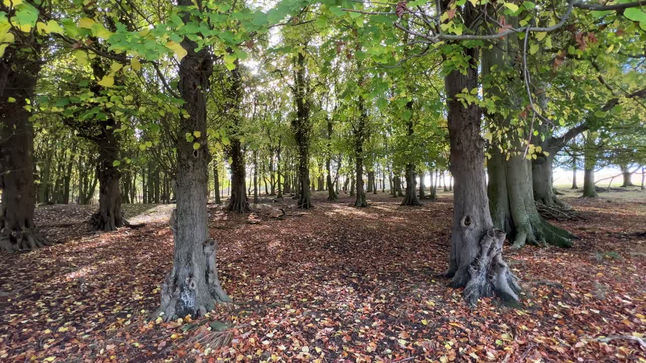 сцена осеннего леса с осенней листвой, стволами деревьев, листьями на земле и солнечными лучами, проникающими сквозь лес, лес